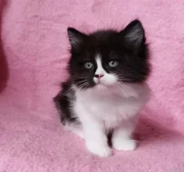 Sibiřská kočička Zorja