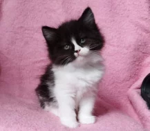 Sibiřská kočička Zorja