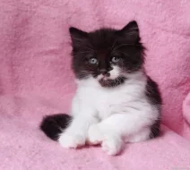 Sibiřský kocourek Zoran