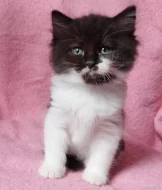 Sibiřský kocourek Zoran