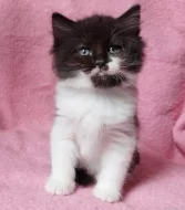 Sibiřský kocourek Zoran