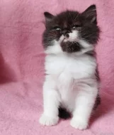 Sibiřský kocourek Zoran