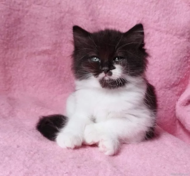 Sibiřský kocourek Zoran