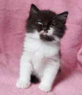 Sibiřský kocourek Zoran