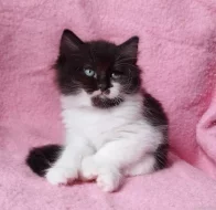 Sibiřský kocourek Zoran