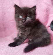 Sibiřský kocourek Zorro