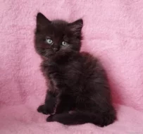 Sibiřský kocourek Zorro