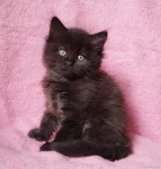 Sibiřský kocourek Zorro