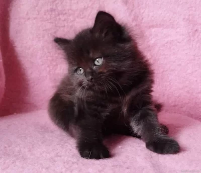 Sibiřský kocourek Zorro