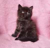 Sibiřský kocourek Zorro