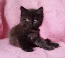 Sibiřský kocourek Zorro