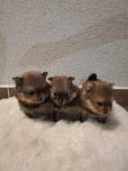 Německý špic malý s PP (FCI)– štěňátka k odběru