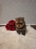 Německý špic malý s PP (FCI)– štěňátka k odběru