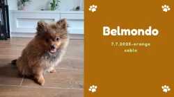 Německý špic malý s PP (FCI)– štěňátka k odběru