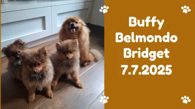 Německý špic malý s PP (FCI)– štěňátka k odběru