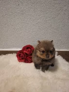 Německý špic malý s PP (FCI)– štěňátka k odběru