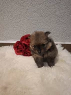 Německý špic malý s PP (FCI)– štěňátka k odběru