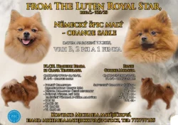 Německý špic malý s PP (FCI)– štěňátka k odběru