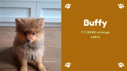 Německý špic malý s PP (FCI)– štěňátka k odběru