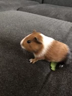 Prodám mládě morčete