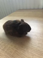 Prodám mládě morčete