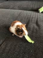 Prodám mládě morčete