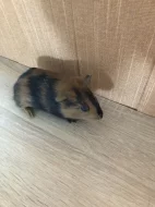 Prodám mládě morčete