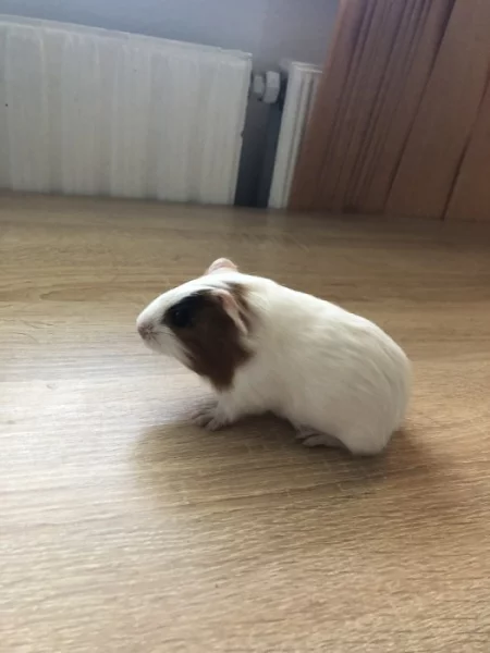 Prodám mládě morčete