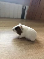 Prodám mládě morčete