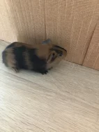 Prodám mládě morčete