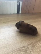 Prodám mládě morčete