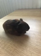 Prodám mládě morčete