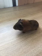 Prodám mládě morčete