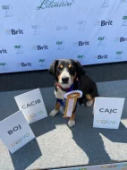 Entlebušský salašnický pes s PP FCI