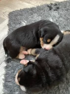 Entlebušský salašnický pes s PP FCI