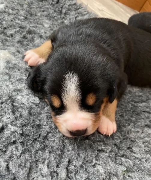 Entlebušský salašnický pes s PP FCI