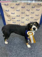 Entlebušský salašnický pes s PP FCI