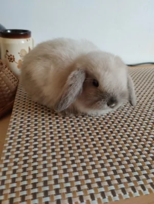 Nabízím ze svého chovu minilopy