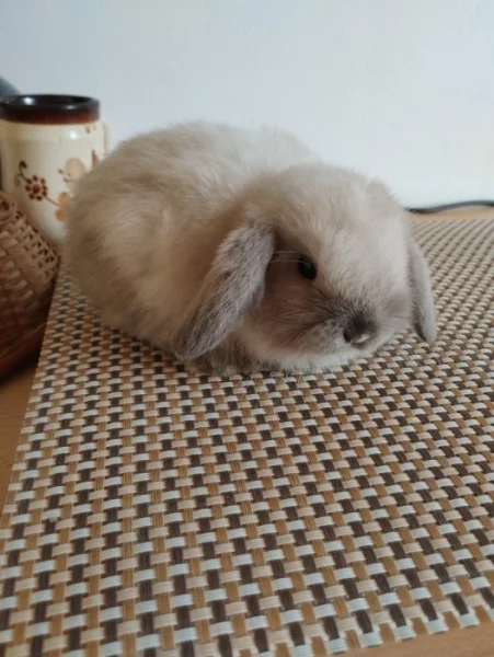 Nabízím ze svého chovu minilopy