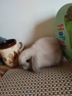 Nabízím ze svého chovu minilopy