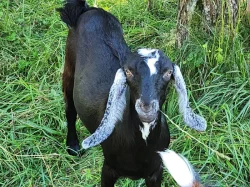 AN kozička po dobré dojnici