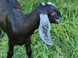 AN kozička po dobré dojnici