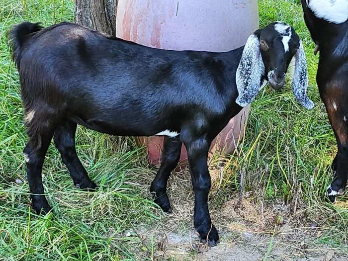 AN kozička po dobré dojnici