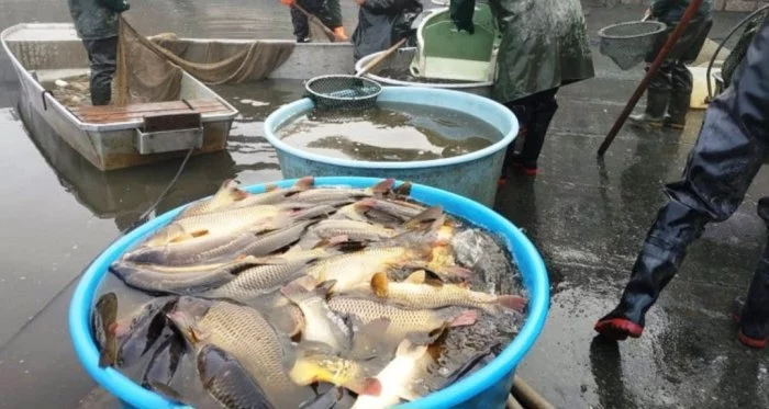 kapr,amur, štika super cena