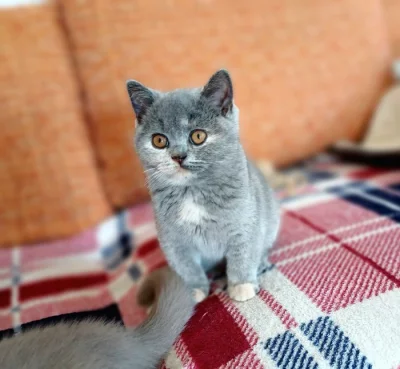 Britská koťátka s PP