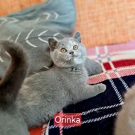 Britská koťátka s PP