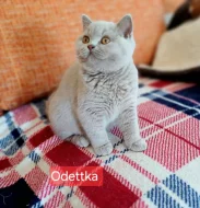 Britská koťátka s PP