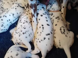 Dalmatin - štěňátka s PP FCI