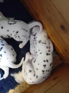 Dalmatin - štěňátka s PP FCI