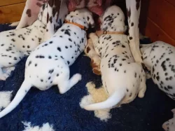 Dalmatin - štěňátka s PP FCI